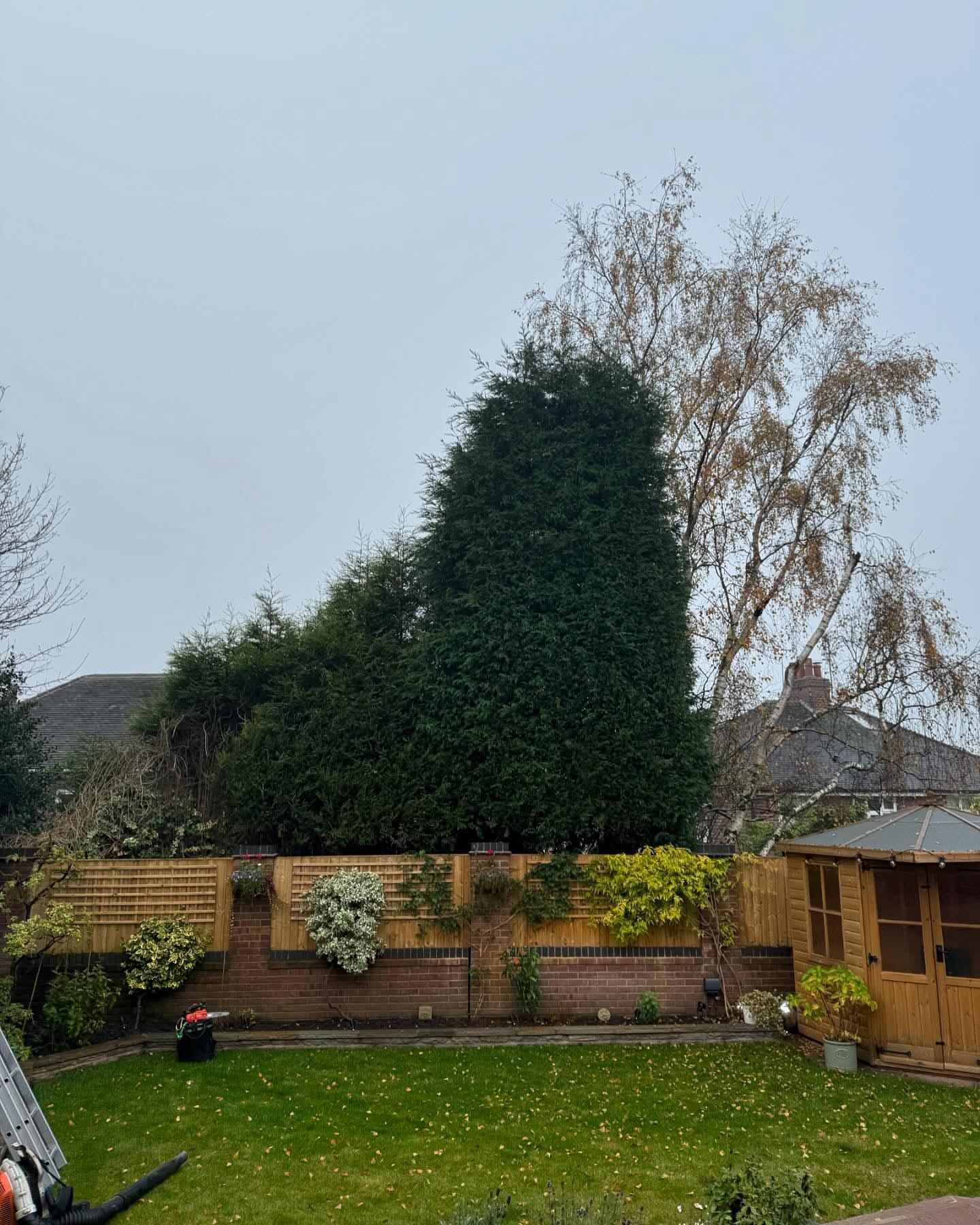 Garden before — overgrown conifer blocking patio view