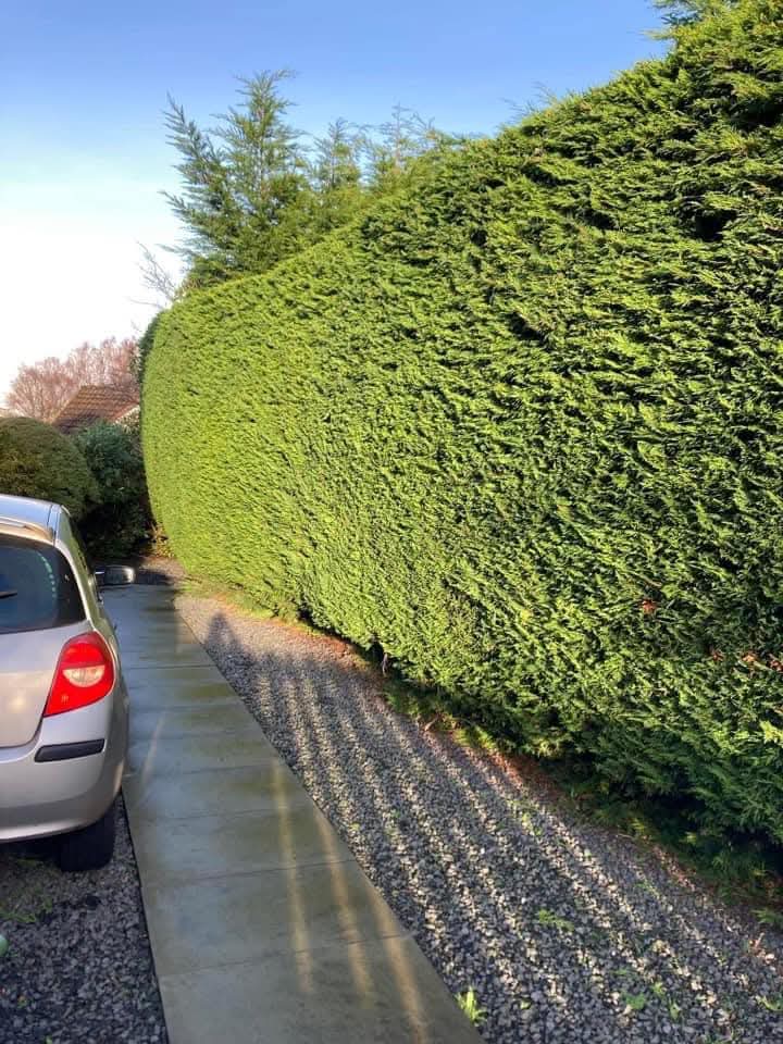 Leylandii Hedge — Squared & Reduced