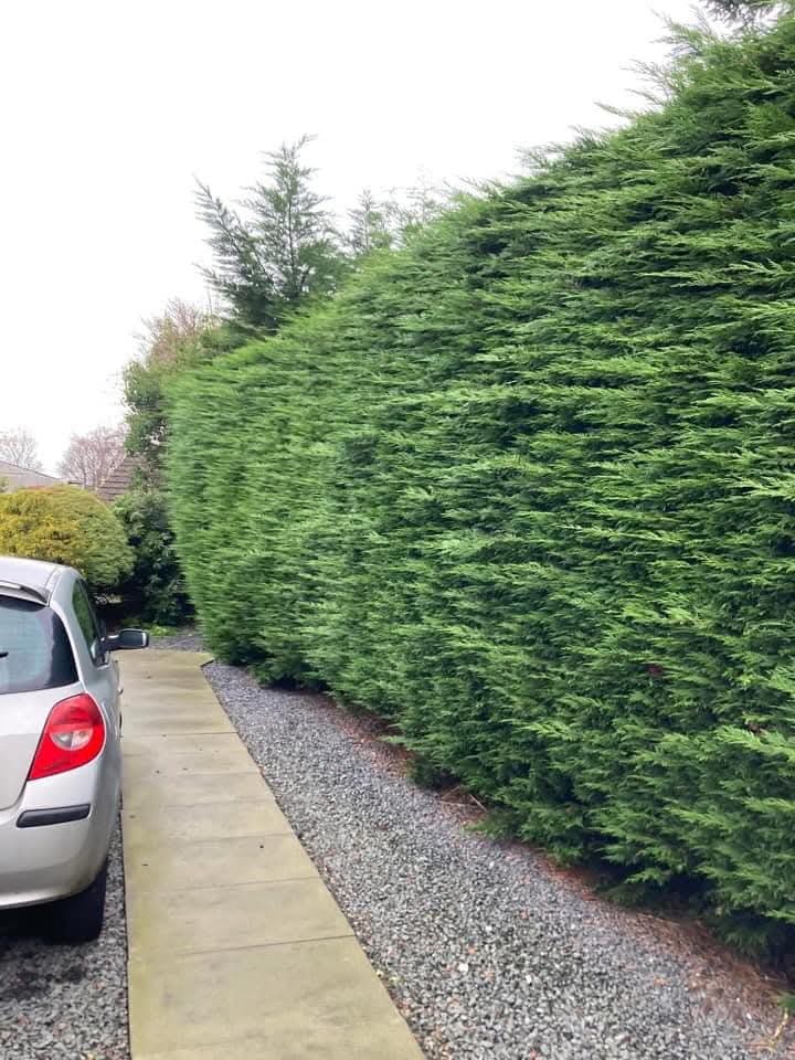 Leylandii Hedge — Squared & Reduced — before