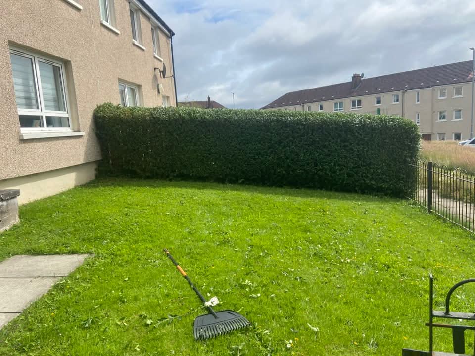 Privet Hedge — Reduced & Levelled