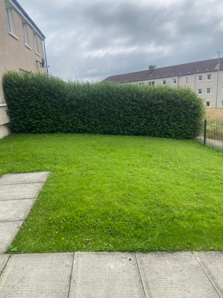Privet Hedge — Reduced & Levelled — before