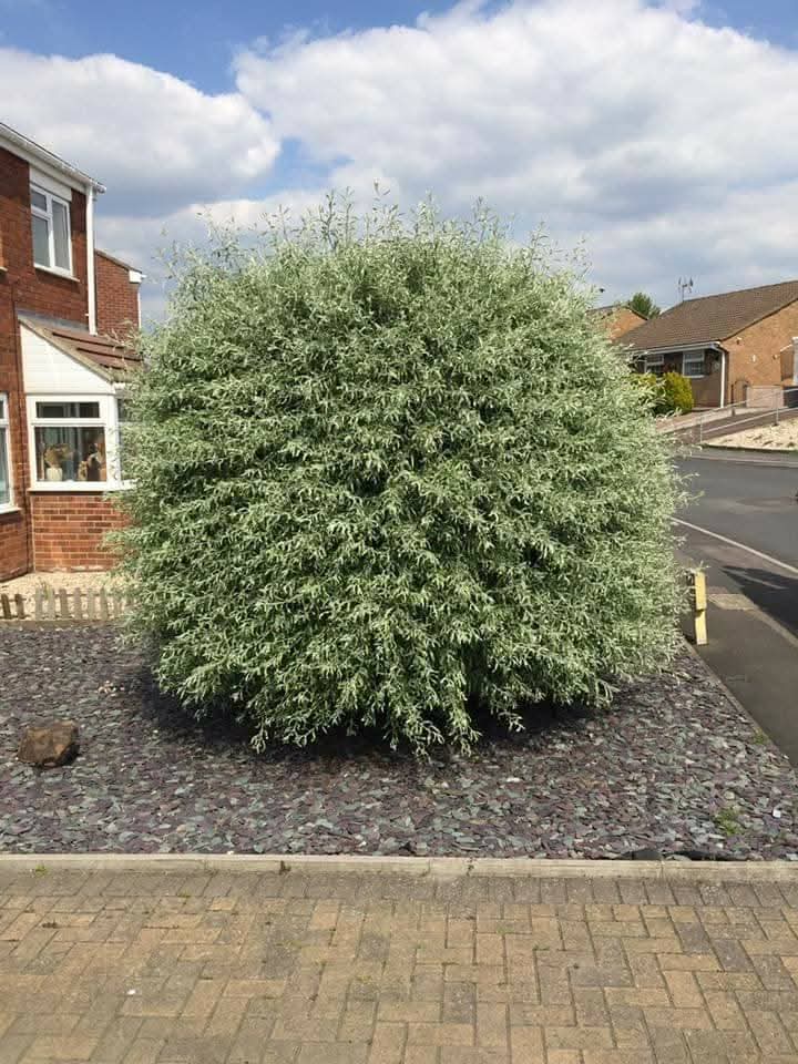 Ornamental Willow — Sphere Reshape — before